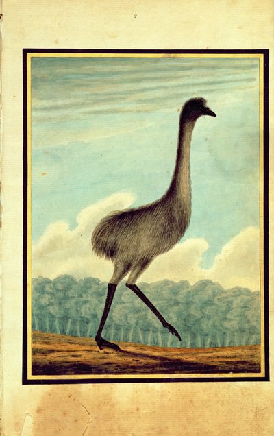 The Emu, 1813 by T.R. Browne